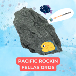 PACIFIC ROCKIN FELLAS GRIJS