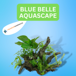 BLUE BELLE AQUASCAPE