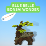 BLUE BELLE BONSAI WONDER