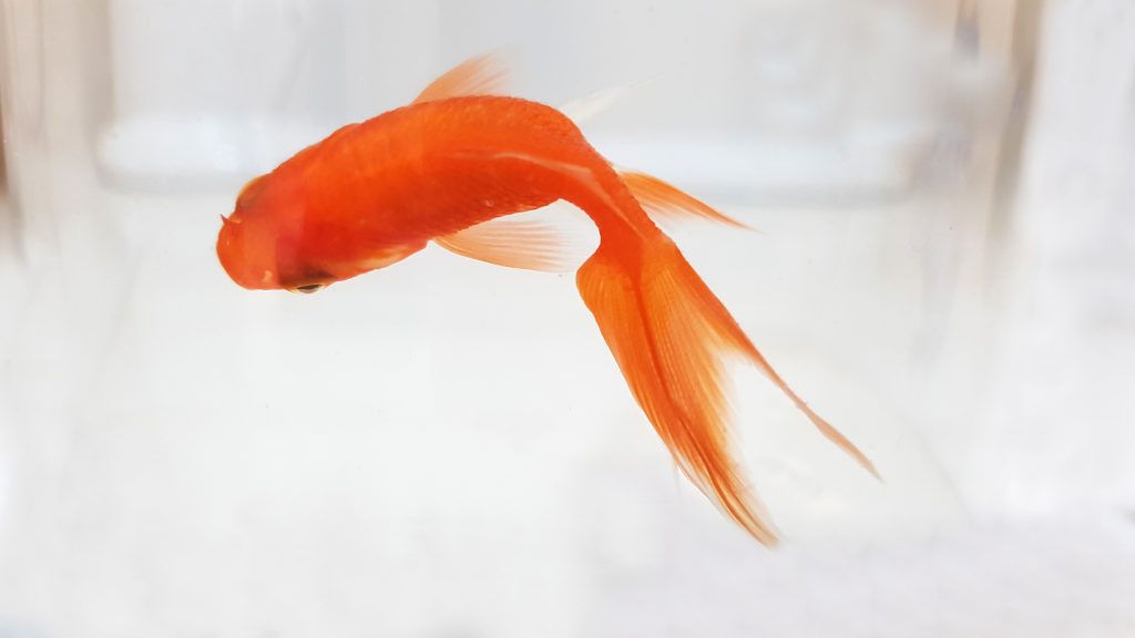 vangst in plaats daarvan galblaas Wat is het beste voer voor goudvissen? - Aquariumwarenhuis