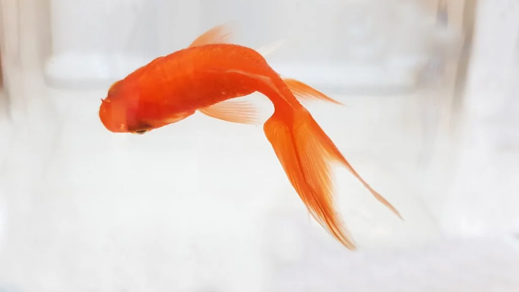 Landgoed heet bijlage Wat is het beste voer voor goudvissen? - Aquariumwarenhuis