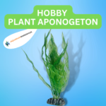 HOBBY PLANT APONOGETON