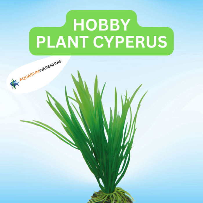 HOBBY PLANT CYPERUS