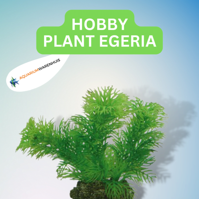 HOBBY PLANT EGERIA
