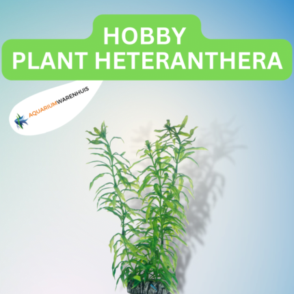 HOBBY PLANT HETERANTHERA