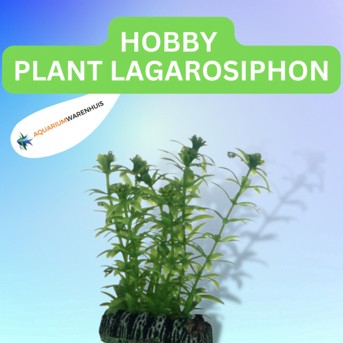 HOBBY PLANT LAGAROSIPHON