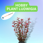 HOBBY PLANT LUDWIGIA