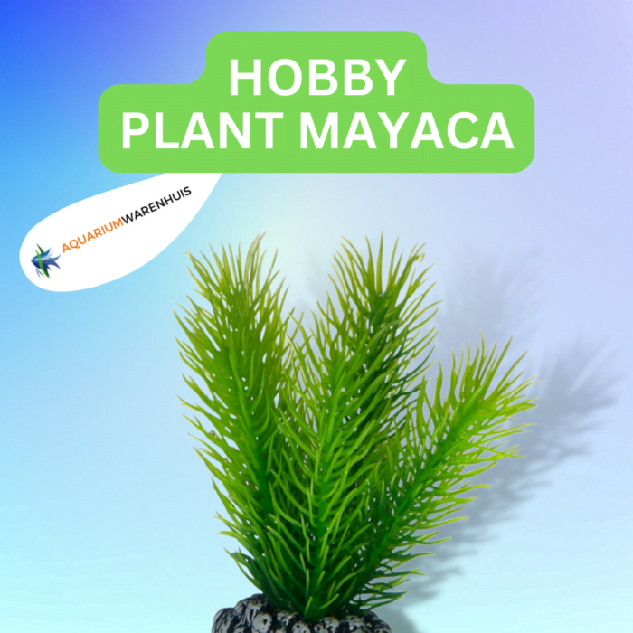 HOBBY PLANT MAYACA