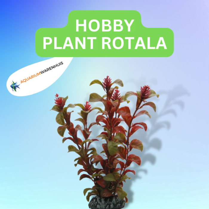 HOBBY PLANT ROTALA