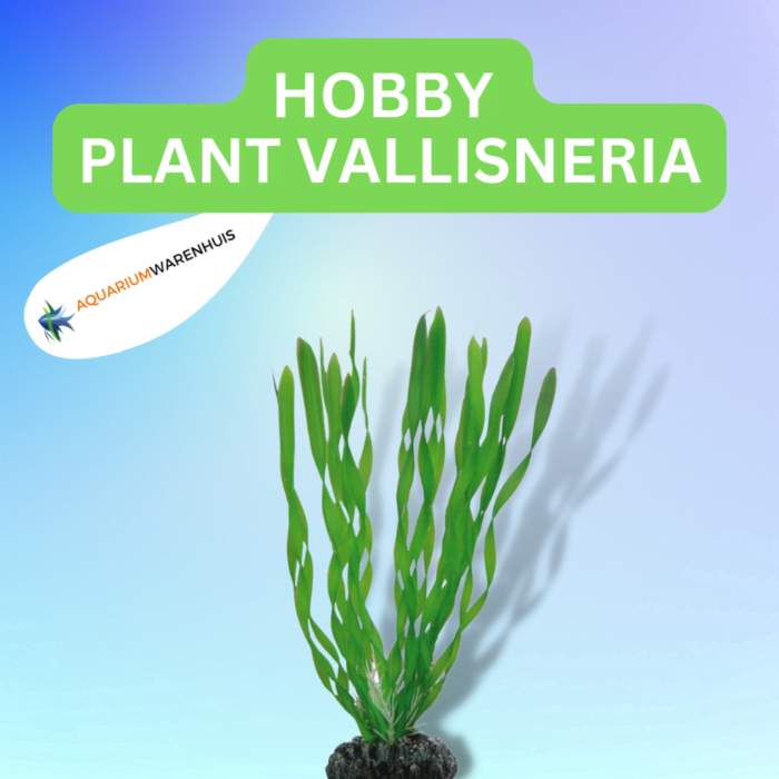 HOBBY PLANT VALLISNERIA