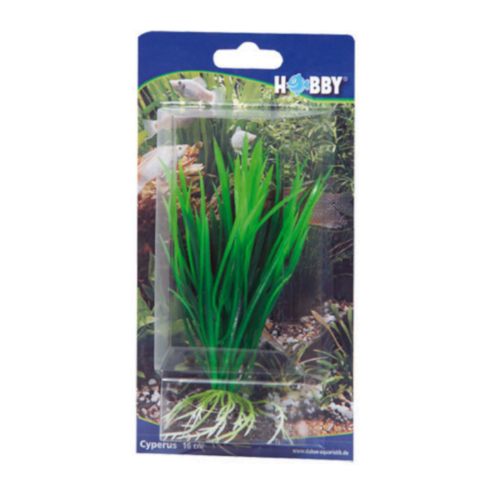 Hobby Plant Cyperus box