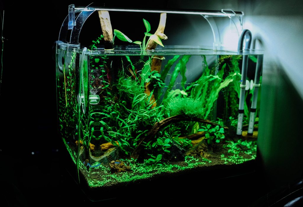 Wanneer kunststof aquariumplanten handig? - Aquariumwarenhuis