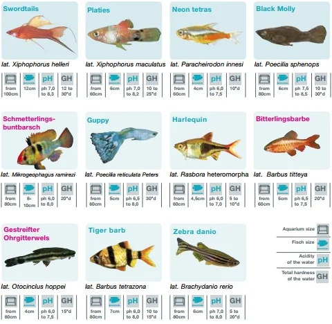 overdracht Previs site zoet Vissen overzetten naar een ander aquarium | Aquariumwarenhuis
