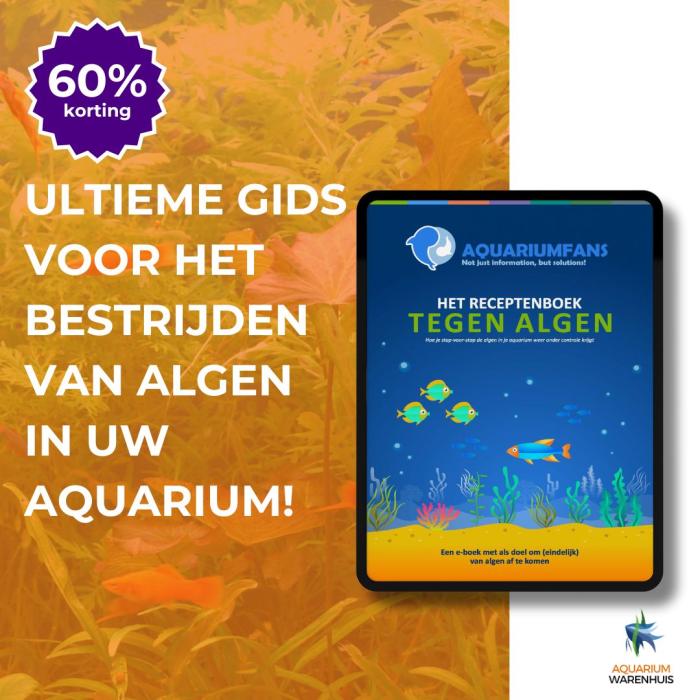 Ultieme Gids Voor Het Bestrijden Van Algen In Uw Aquarium