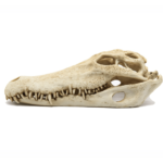 Blue Belle Pacific Crocodile Skull 28X13X10 CM