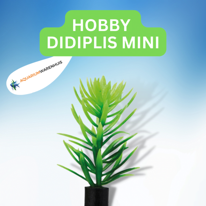 HOBBY PLANT DIDIPLIS MINI