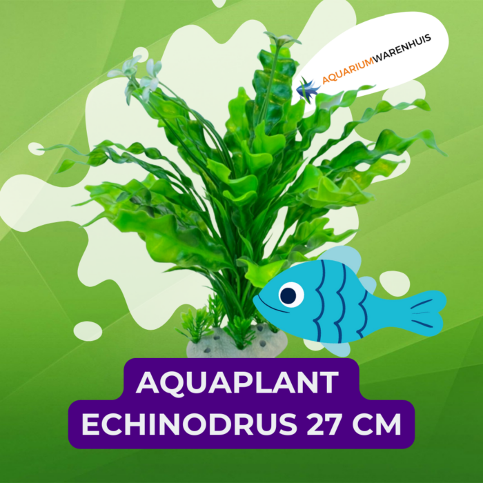 Aquaplant Echinodrus 27 cm